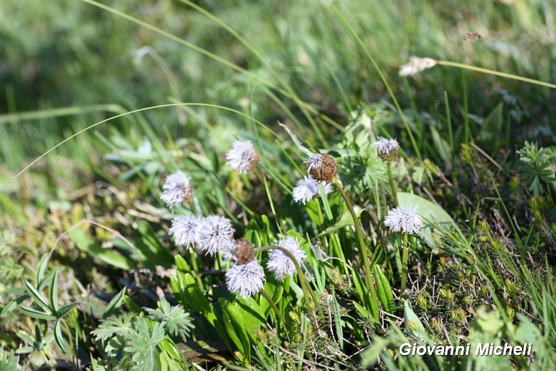 Globularia nudicaulis (Lamiales - Plantaginaceae)